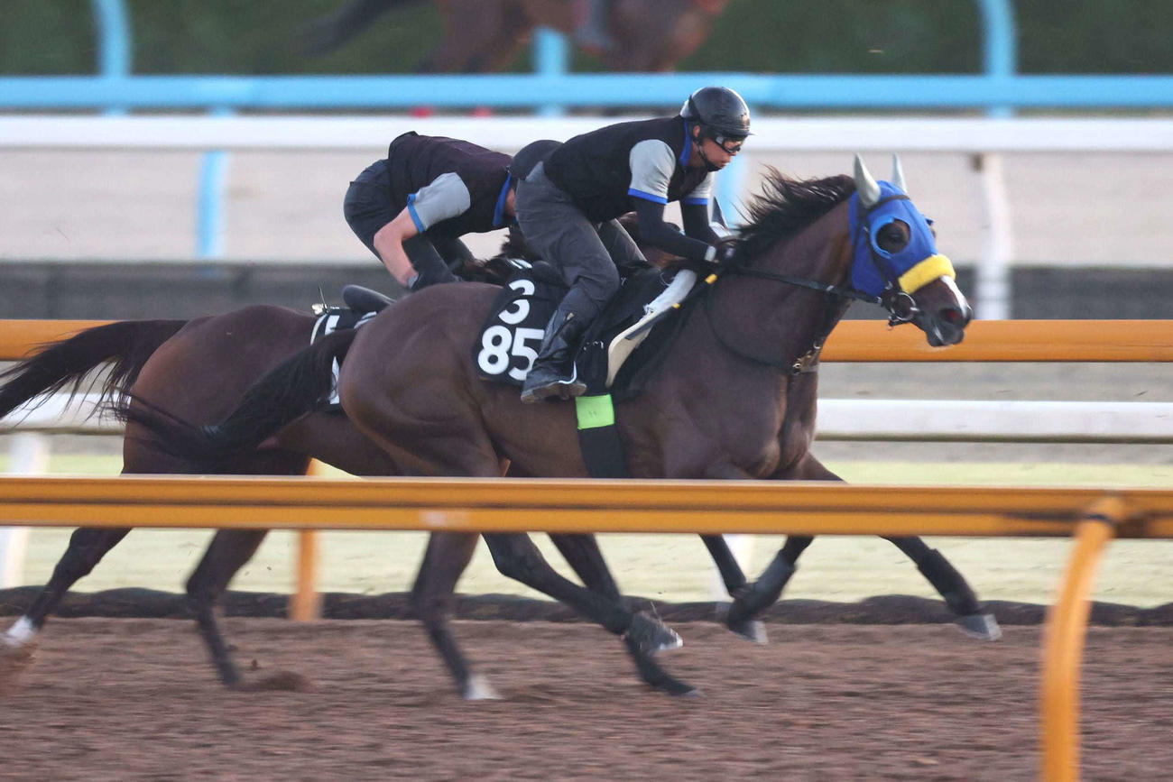 CWコース追い切られたコンクシェル