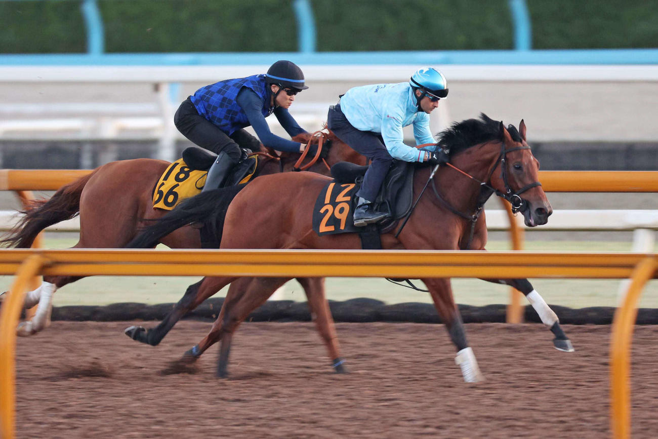 栗東CWコースで古馬に先着したブレイディヴェーグ（右）