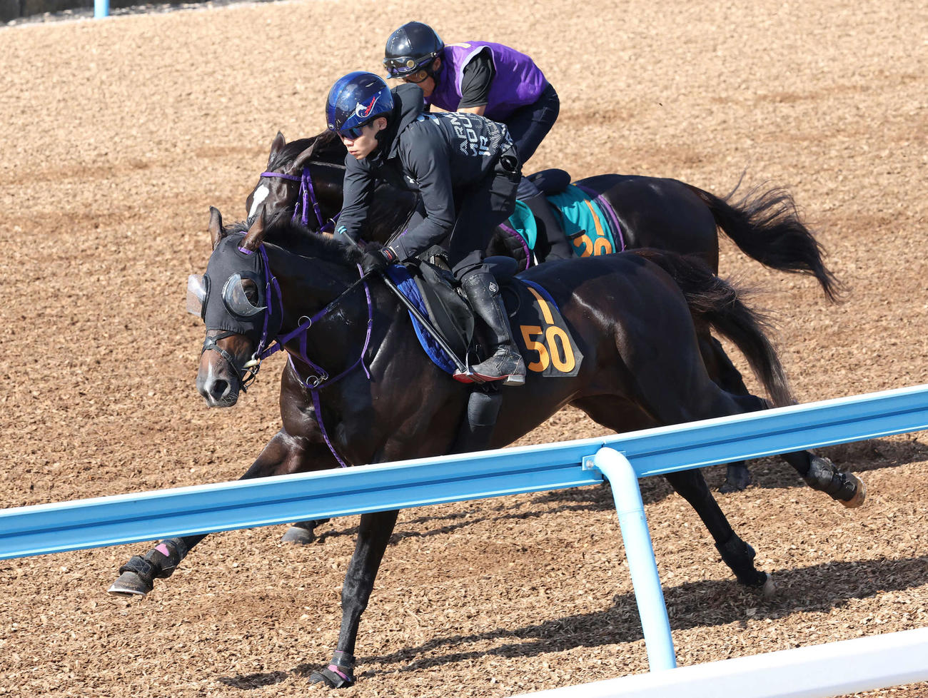 美浦ウッドで追い切られたウインオーディン（手前）（撮影・丹羽敏通）