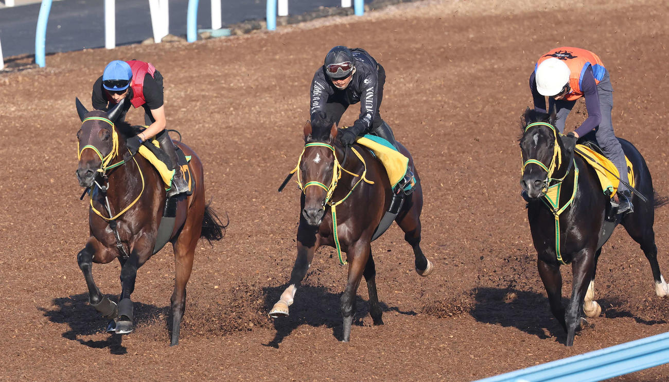 アームブランシュ（左）は吉田豊騎手を背に美浦ウッドを3頭併せで追い切られた（撮影・丹羽敏通）