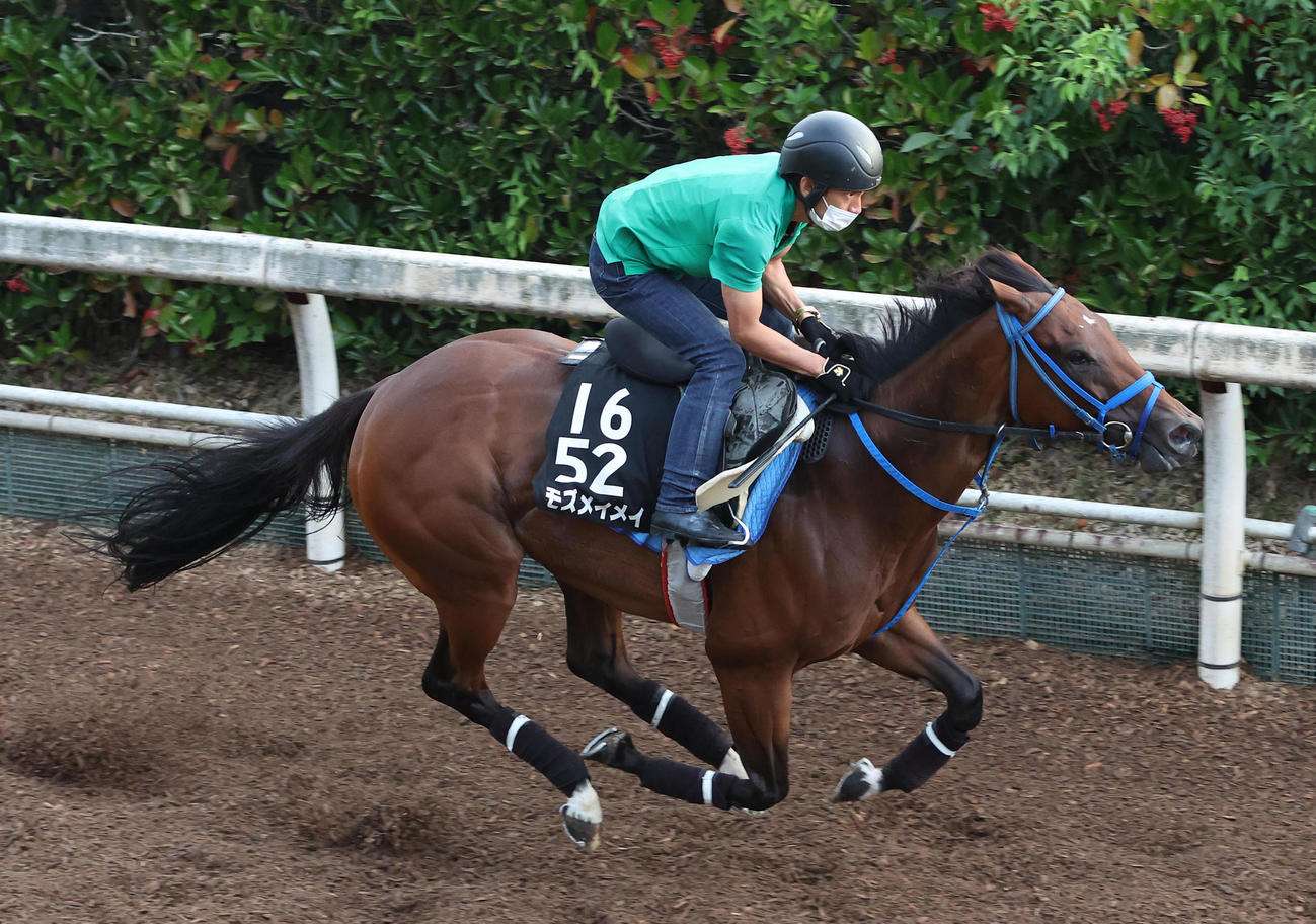 坂路を単走で追い切るモズメイメイ（撮影・白石智彦）