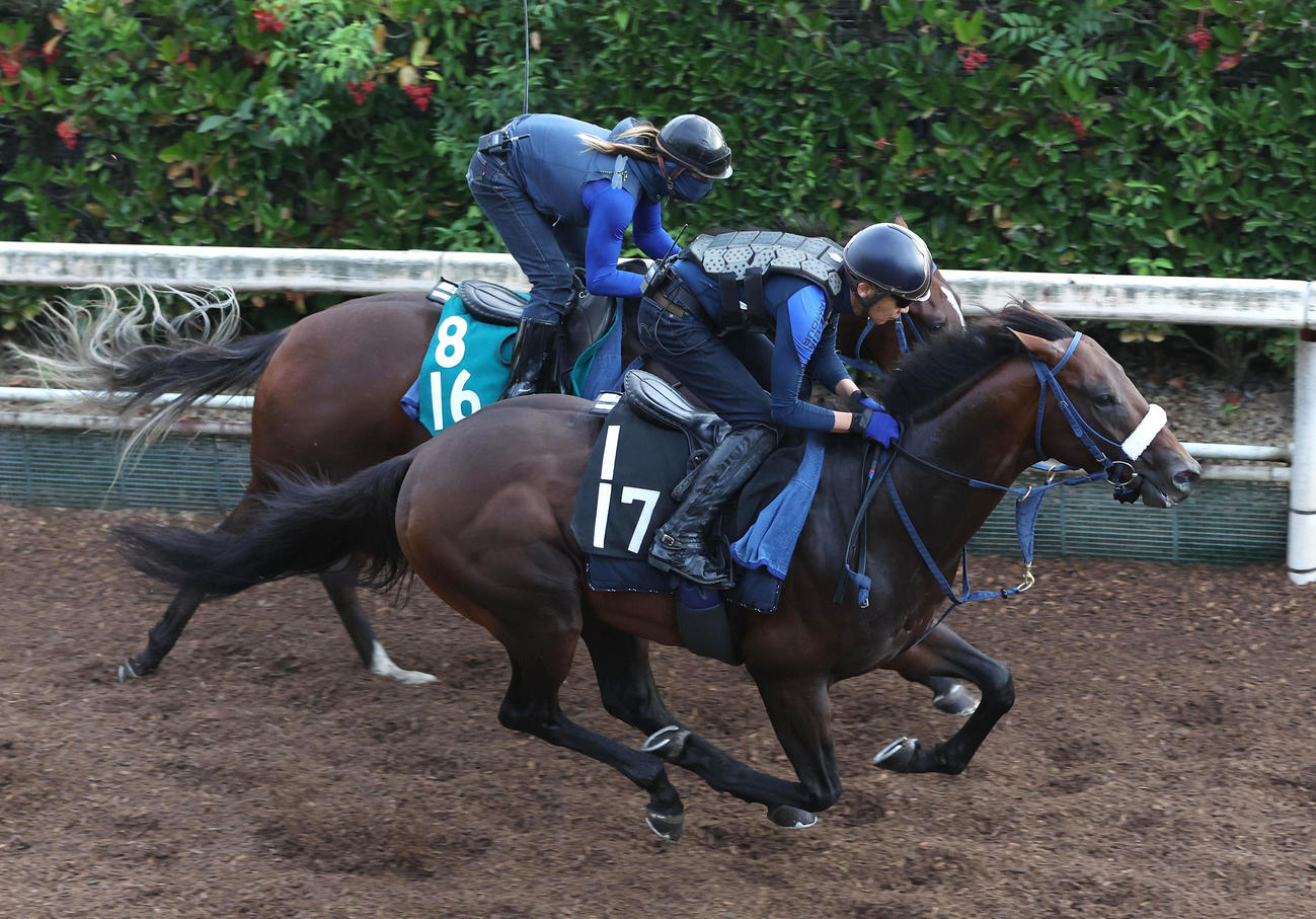 坂路をディスペランツァ（左）と併せ馬で追い切るウィズユアドリーム（撮影・白石智彦）