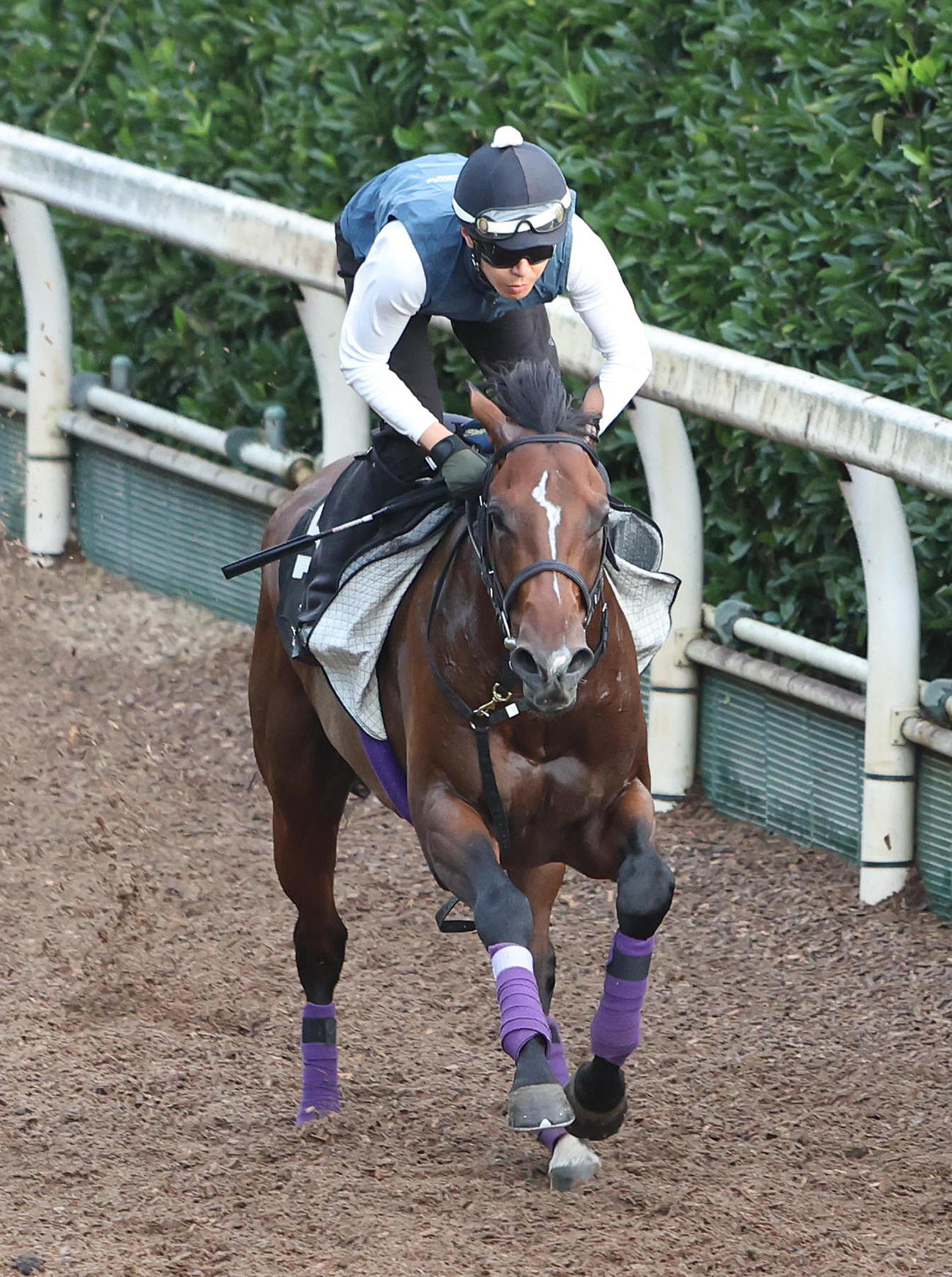 坂路を単走で追い切るシャザーン（撮影・白石智彦）