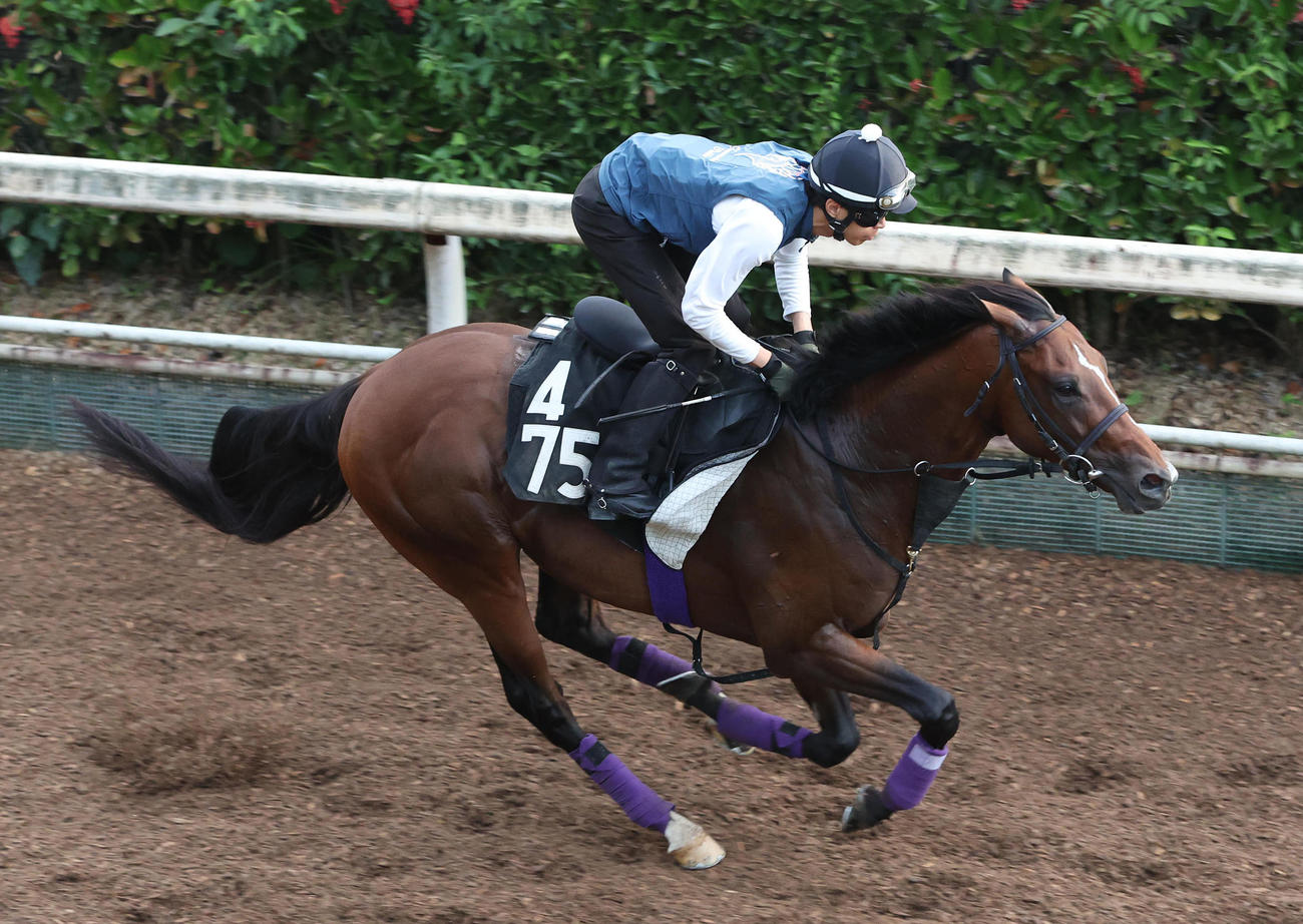 坂路を単走で追い切るシャザーン（撮影・白石智彦）