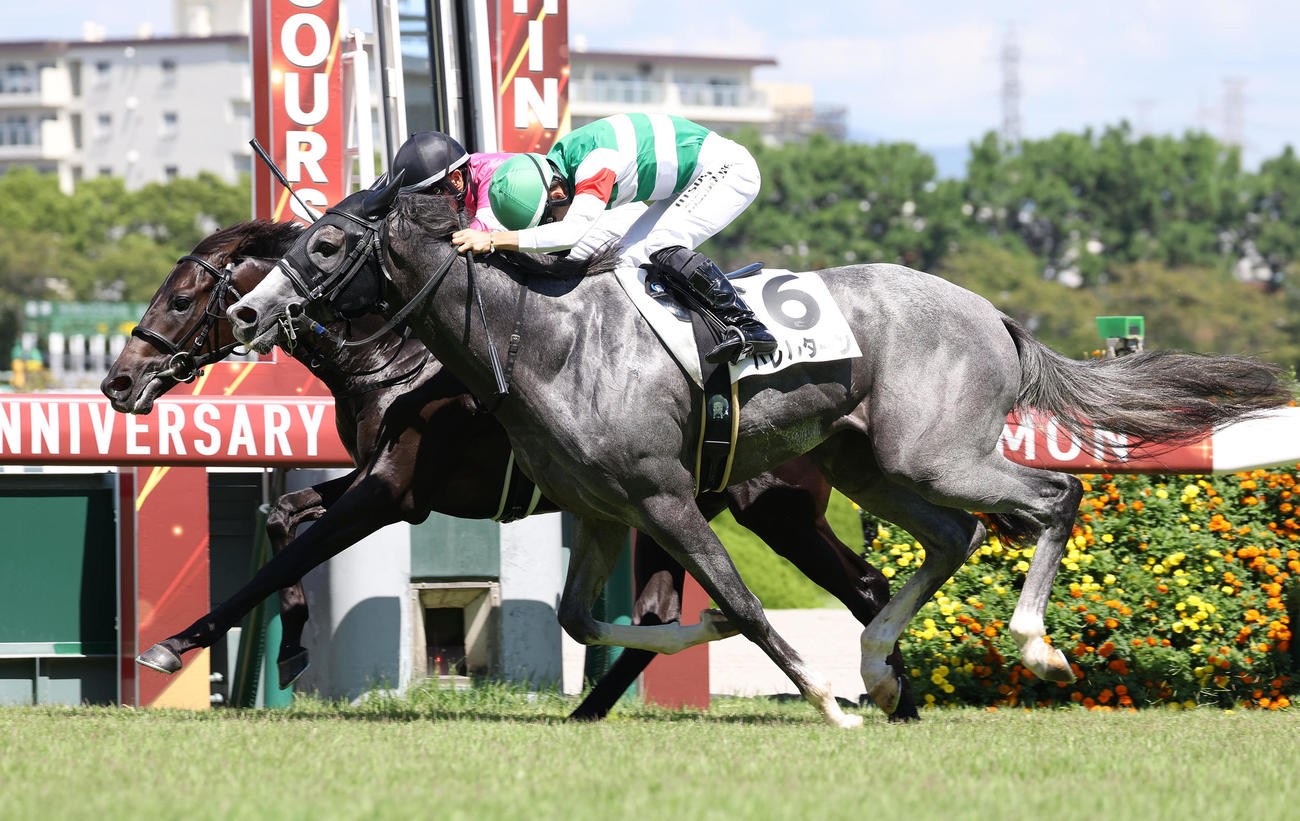 阪神5R、バレルターン（手前）との接戦を制して新馬勝ちを収めたデルシエロ（撮影・白石智彦）