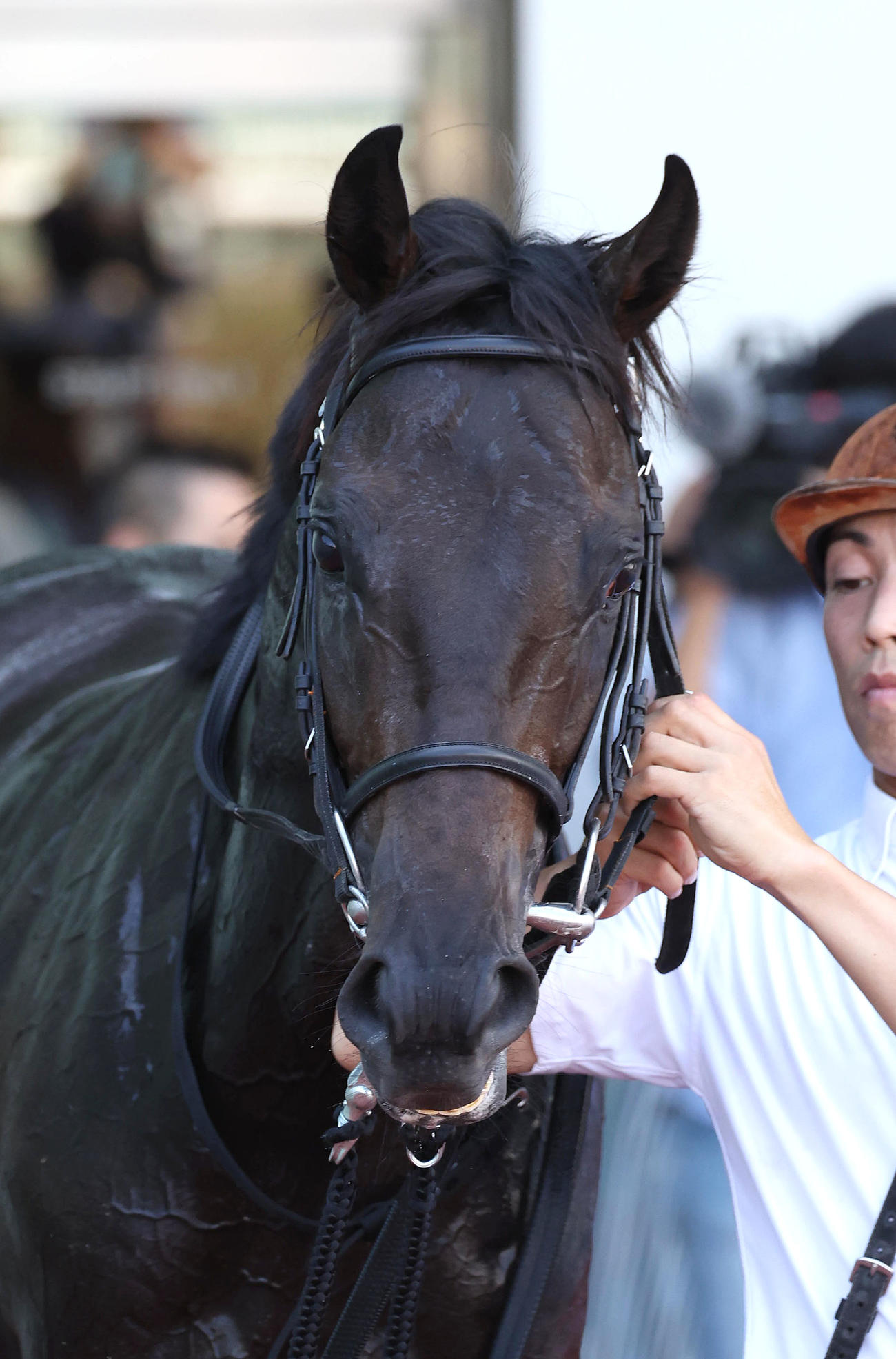 阪神5R、新馬戦を勝利したデルシエロ（撮影・白石智彦）