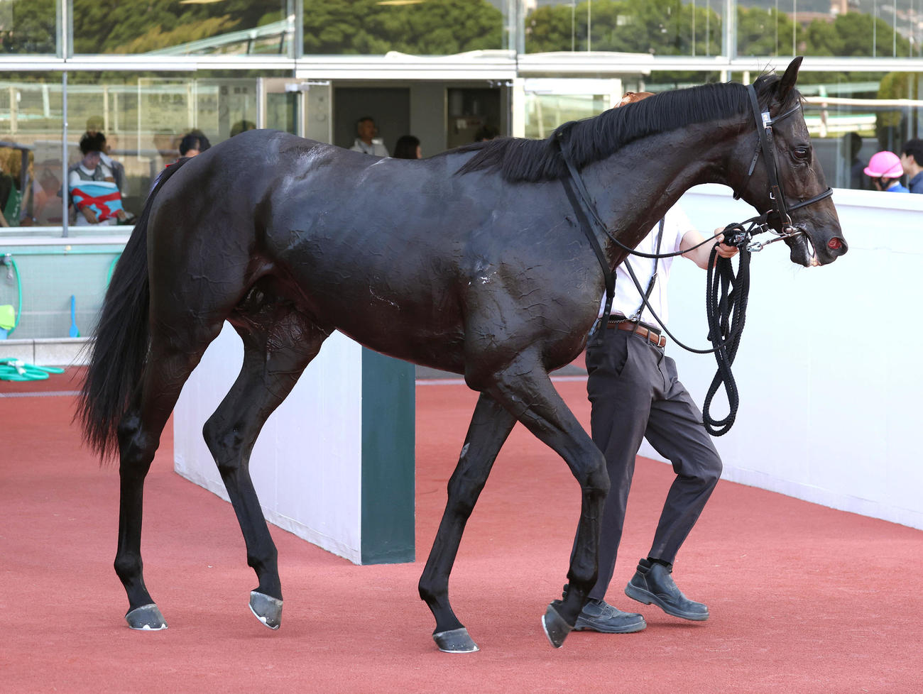 阪神5R、新馬戦を勝利したデルシエロ（撮影・白石智彦）