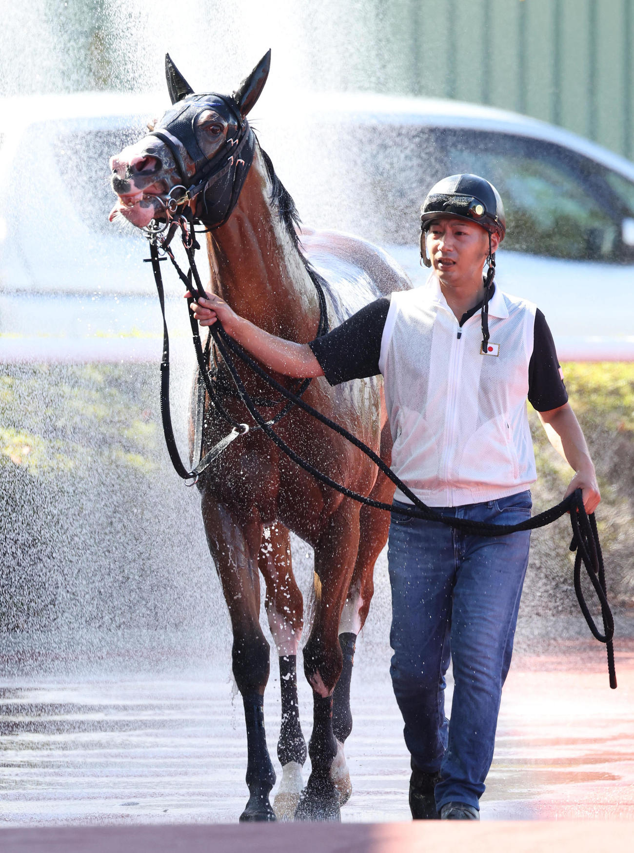 阪神9R、冷却シャワーを浴びるクイックバイオ（撮影・白石智彦）
