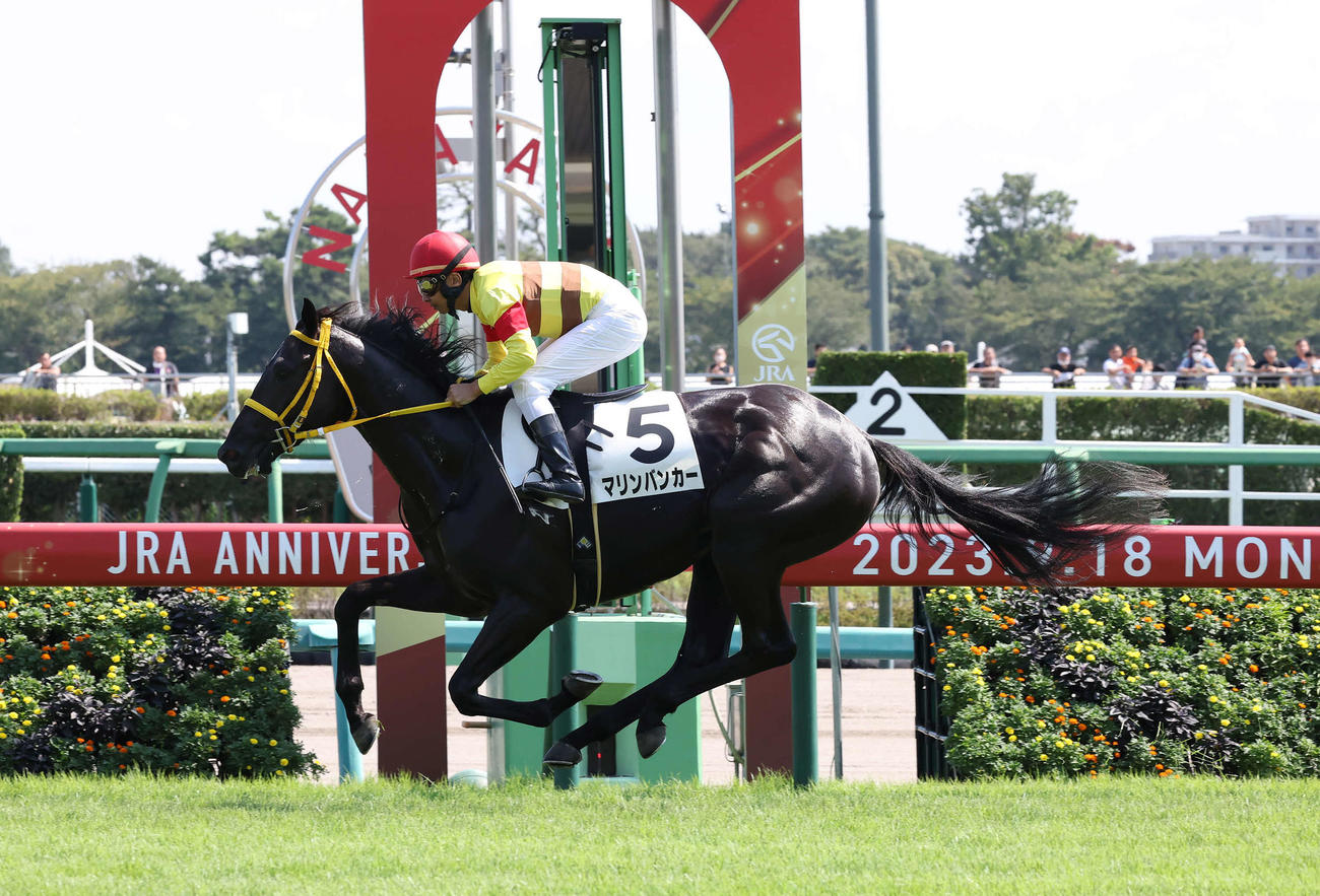 中山4R新馬戦を制したマリンバンカーと岩部騎手（撮影・丹羽敏通）