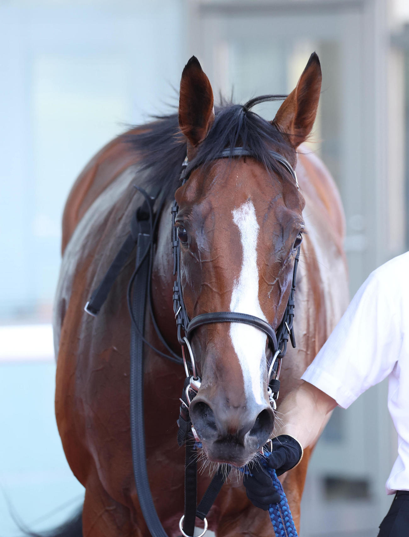 阪神5R、新馬戦を制したザパリスマッチ（撮影・白石智彦）