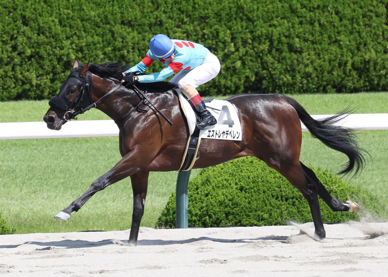 阪神4R、直線抜け出して新馬戦を快勝したエストレヤデベレン（撮影・白石智彦）