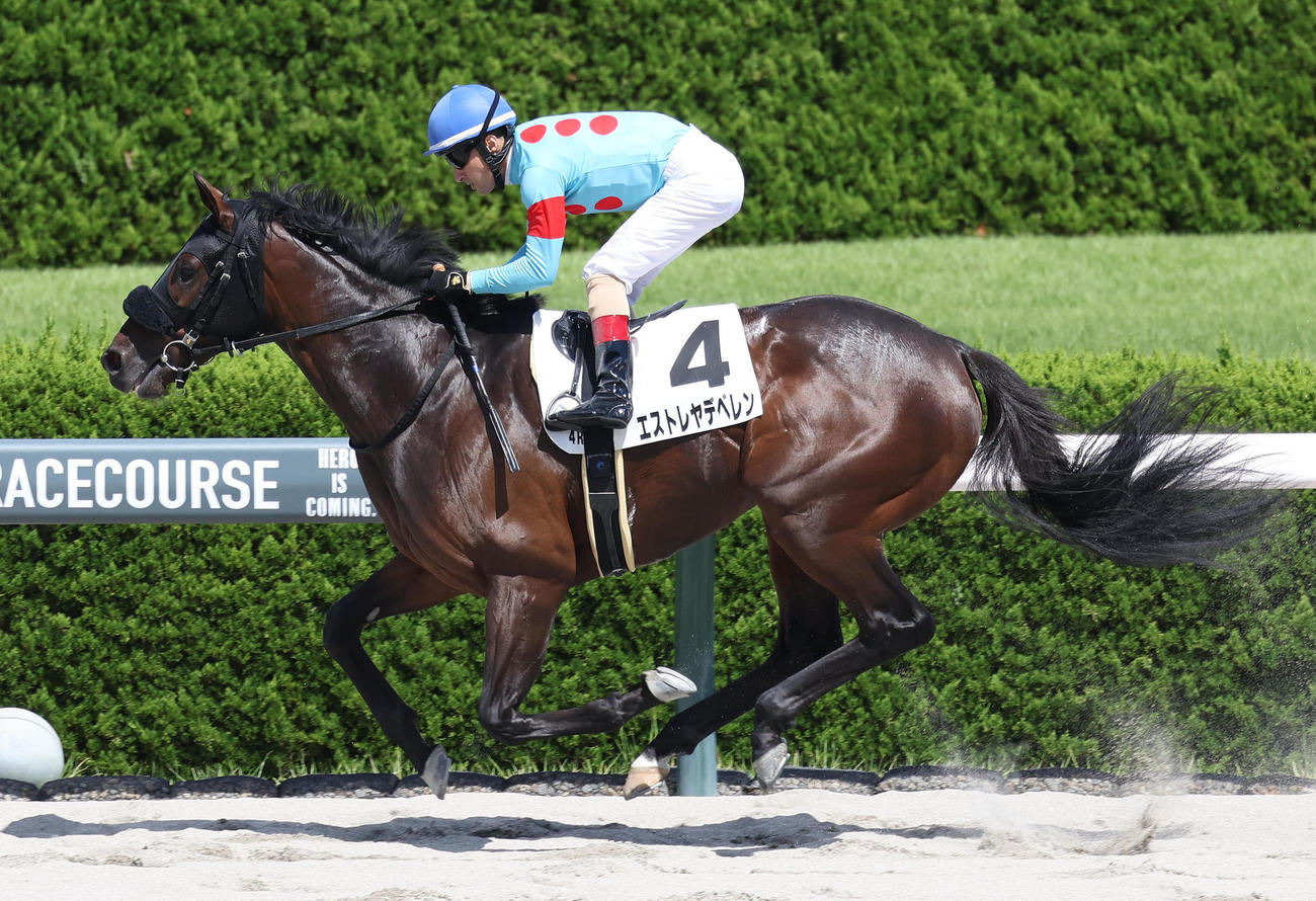 阪神4R、直線抜け出して新馬戦を快勝したエストレヤデベレン（撮影・白石智彦）