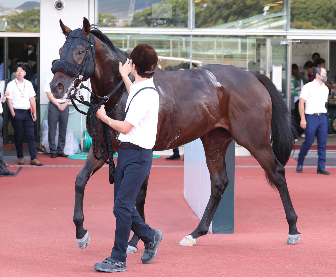 阪神4R、新馬戦を快勝したエストレヤデベレン（撮影・白石智彦）