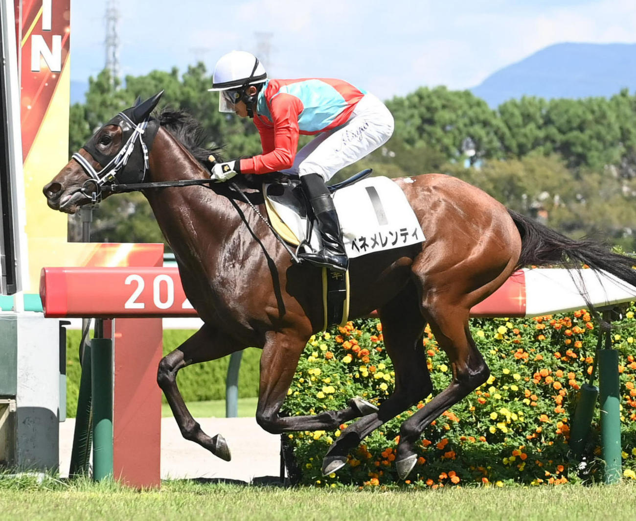 阪神5R新馬戦を制したベネメレンティ（撮影・滝沢美穂子）