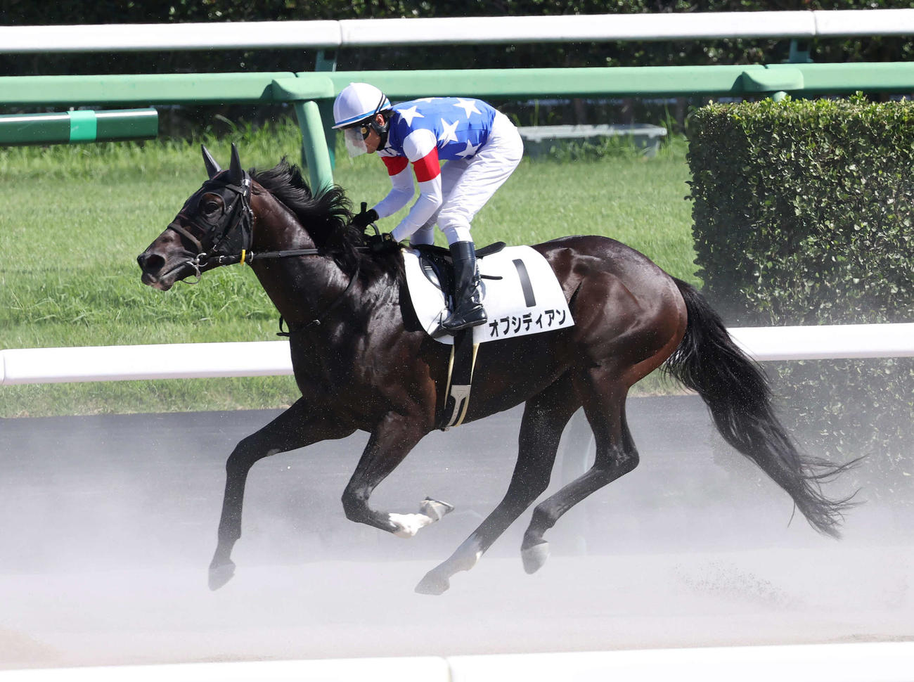 中山7R、浅野師最後レースで11着でゴールするオブシディアンと大野騎手（撮影・丹羽敏通）
