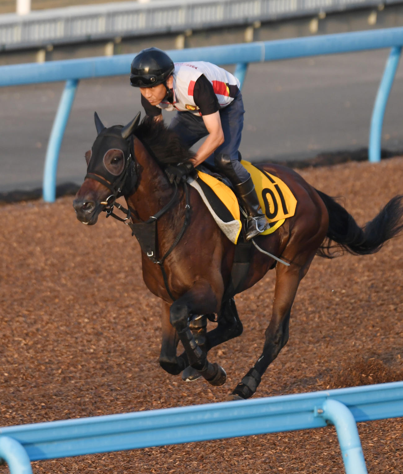 ウッドチップで追い切るアラタ（撮影・柴田隆二）