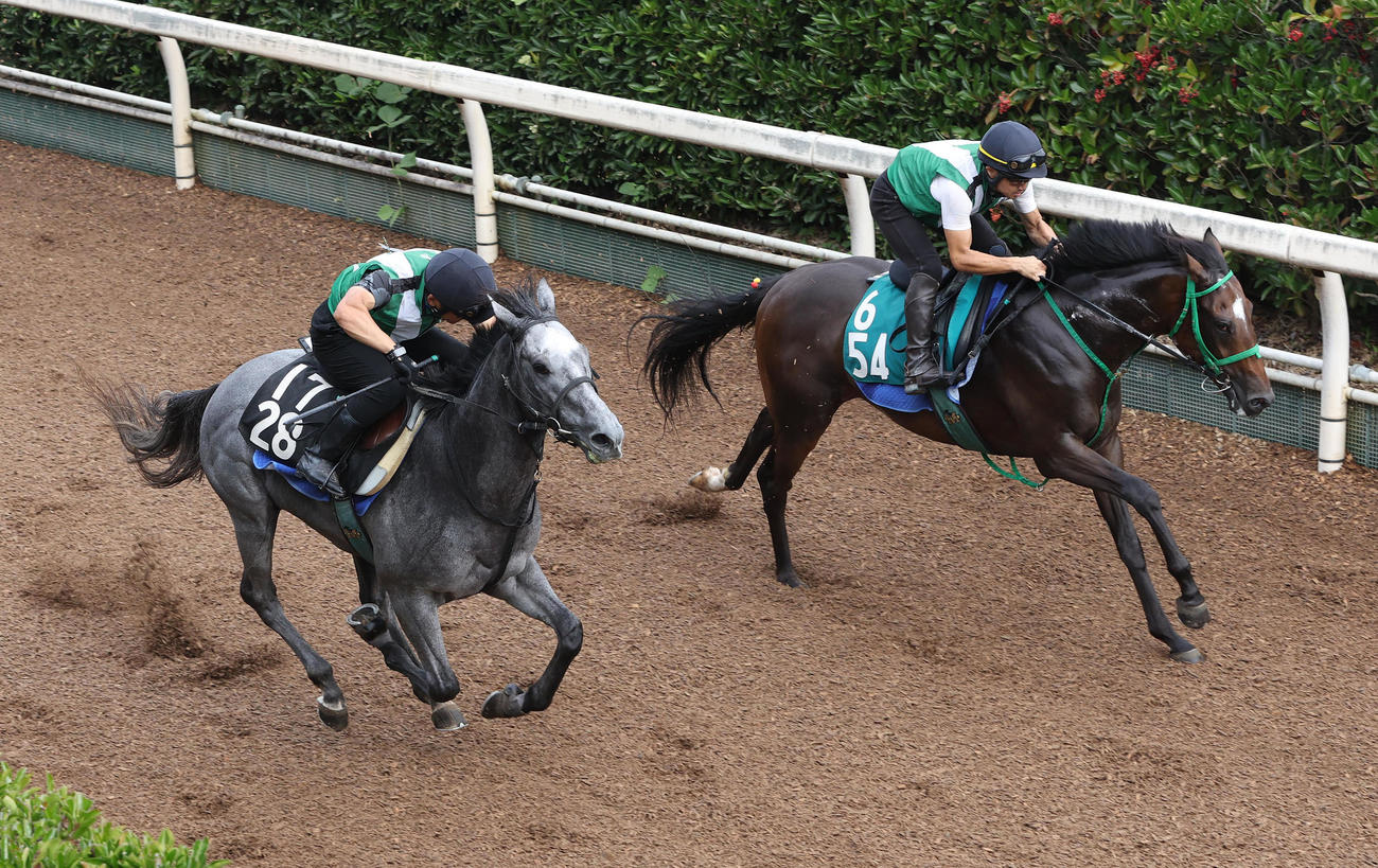 坂路をタガノデュード（右）と併せ馬で追い切るマイネルラウレア（撮影・白石智彦）