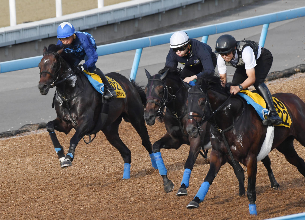ノースブリッジ（左）はルヴニール（中央）、ホウオウサンデーと併せて追い切る（撮影・柴田隆二）