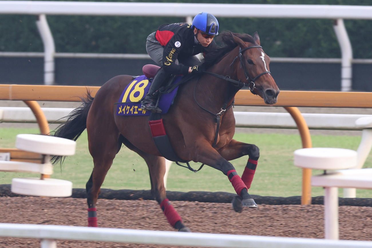 池添騎手が騎乗しCウッドで追い切るメイケイエール