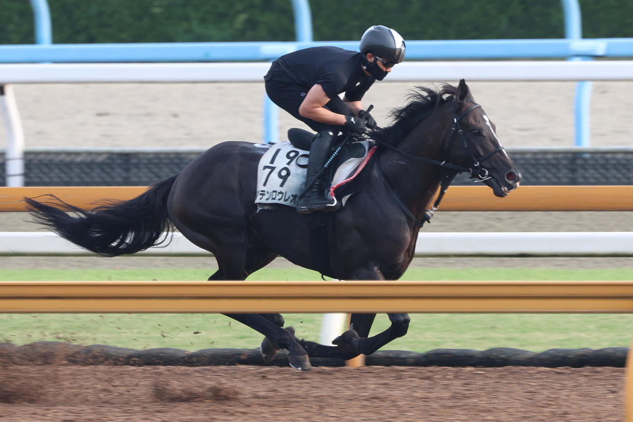軽めの追い切りで仕上げられたマテンロウレオ