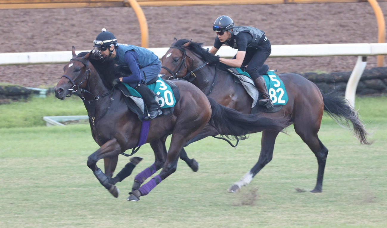 芝で追い切るロードフォアエース（左）とサトノシュトラーセ