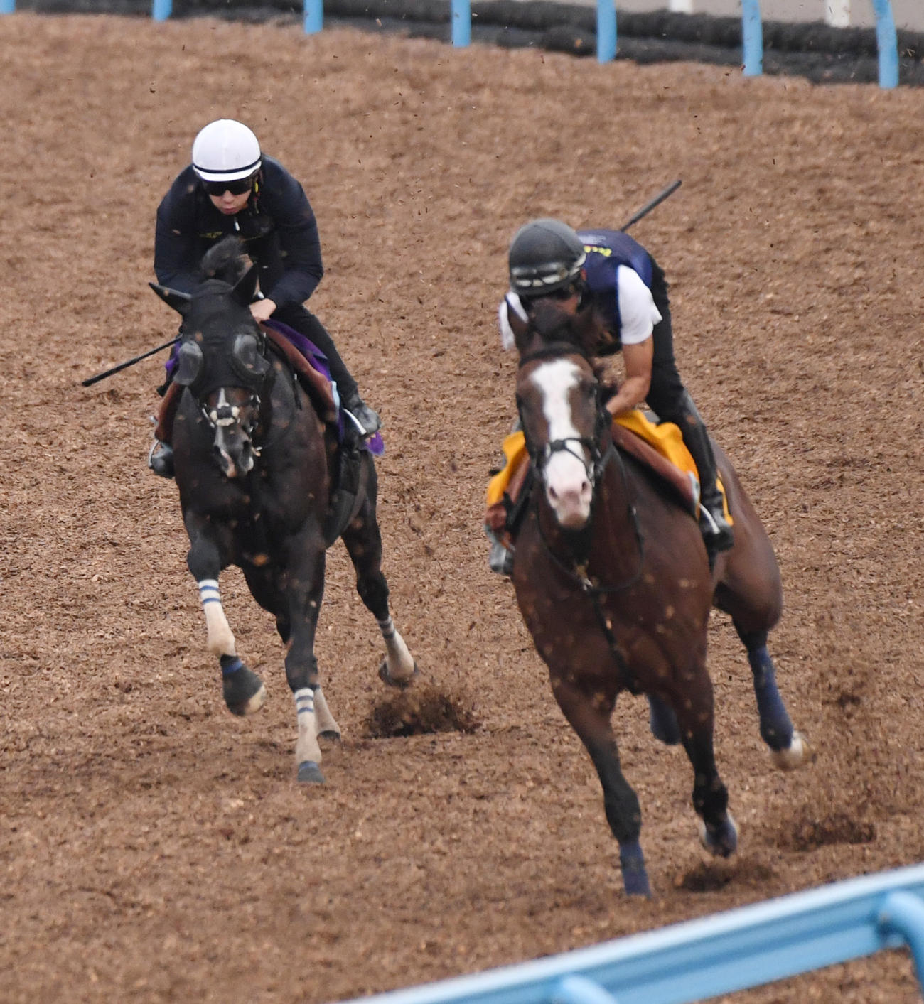 横山和騎手を背にタイトルホルダー（左）はアライバルと併せて追い切る（撮影・柴田隆二）