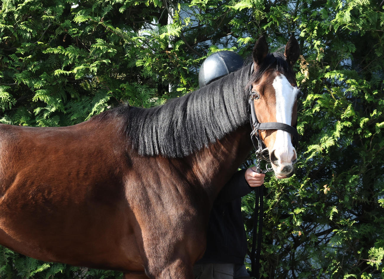 厩舎周りで運動を行うメロディーレーン（2023年撮影）