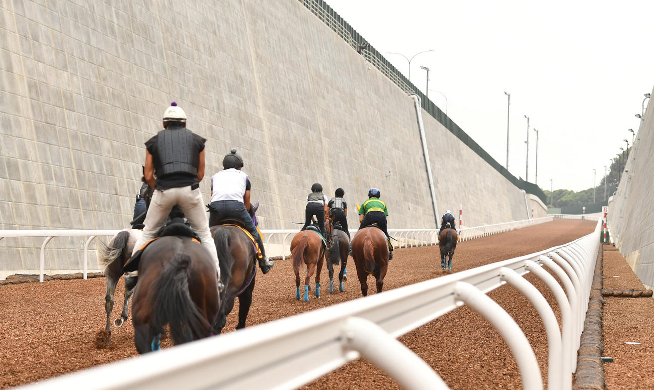 坂路試走会に参加し駆け上がる競走馬（撮影・柴田隆二）