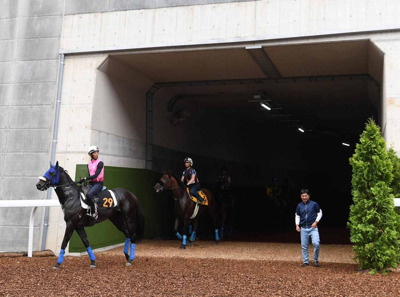 地下馬道から坂路に出て来た競走馬（撮影・柴田隆二）