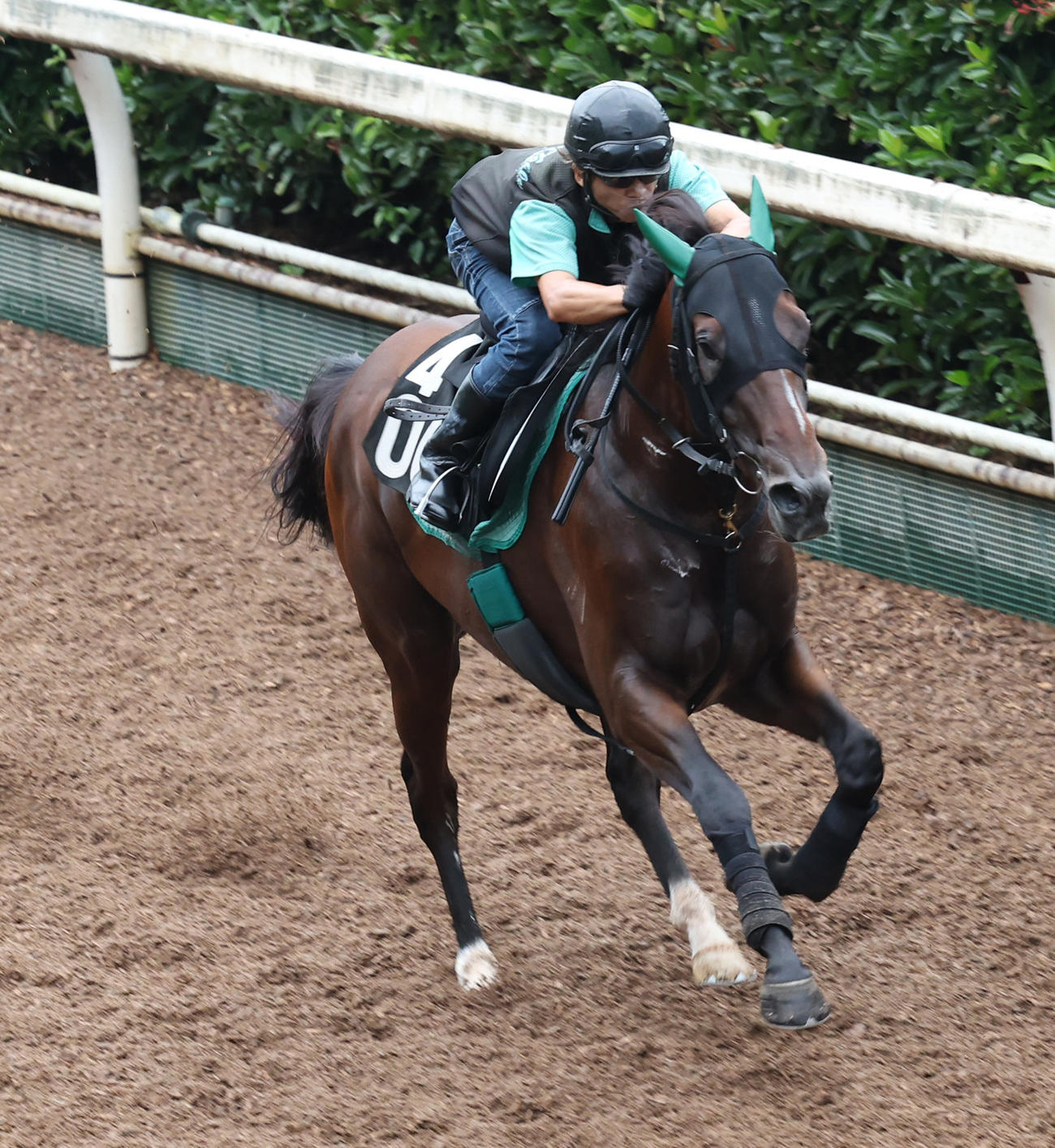 坂路で追い切るサヴォーナ