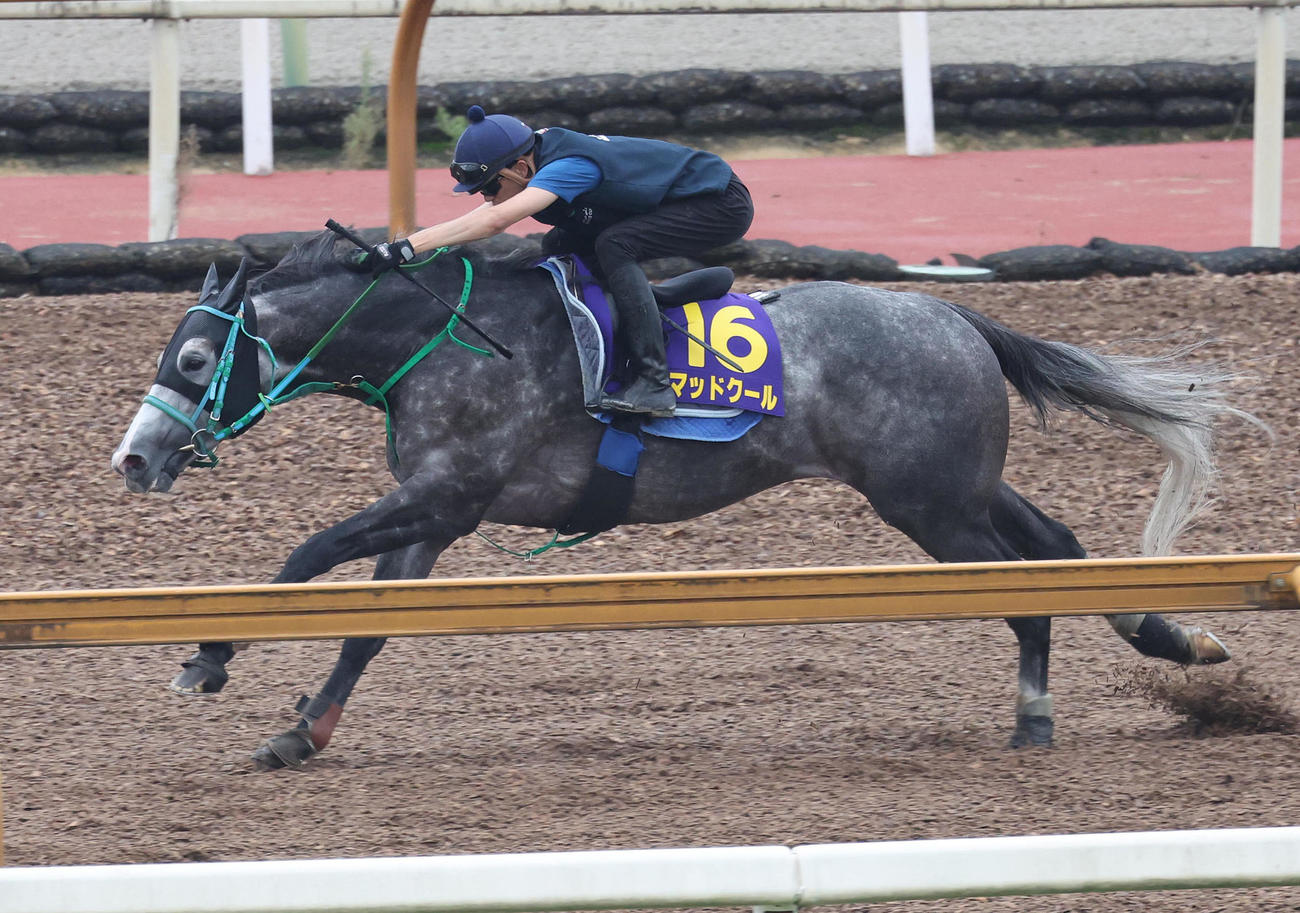 坂井騎手を背にCウッドを単走で追い切るマッドクール（撮影・白石智彦）