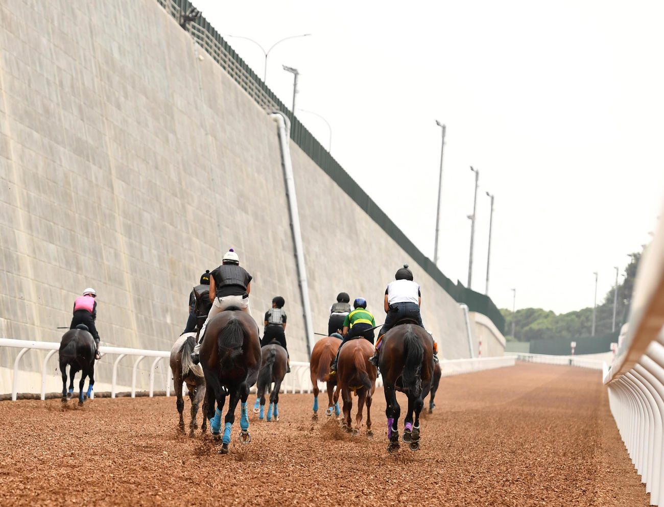 坂路試走会に参加し駆け上がる競走馬（撮影・柴田隆二）