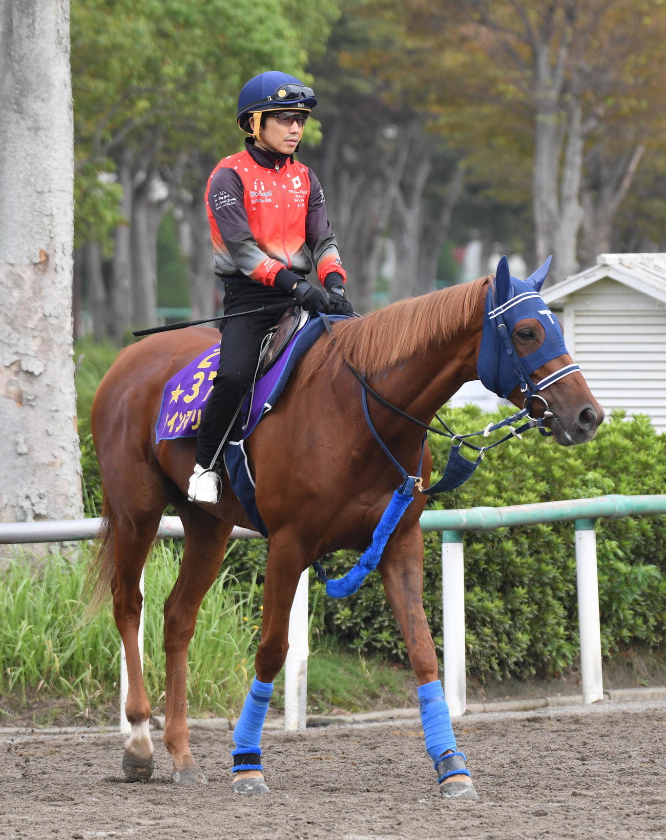 調教に向かうウインマリリンと松岡正海騎手（撮影・柴田隆二）