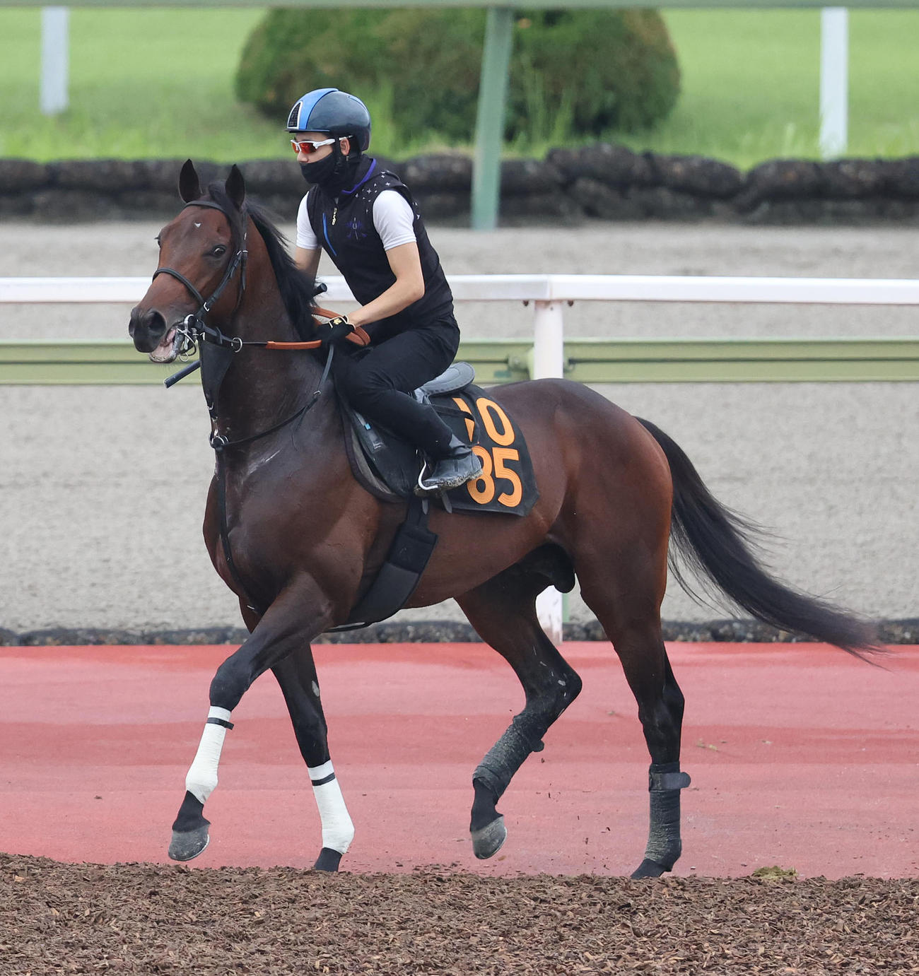 松山騎手を背に馬場入りするハーツコンチェルト（撮影・白石智彦）