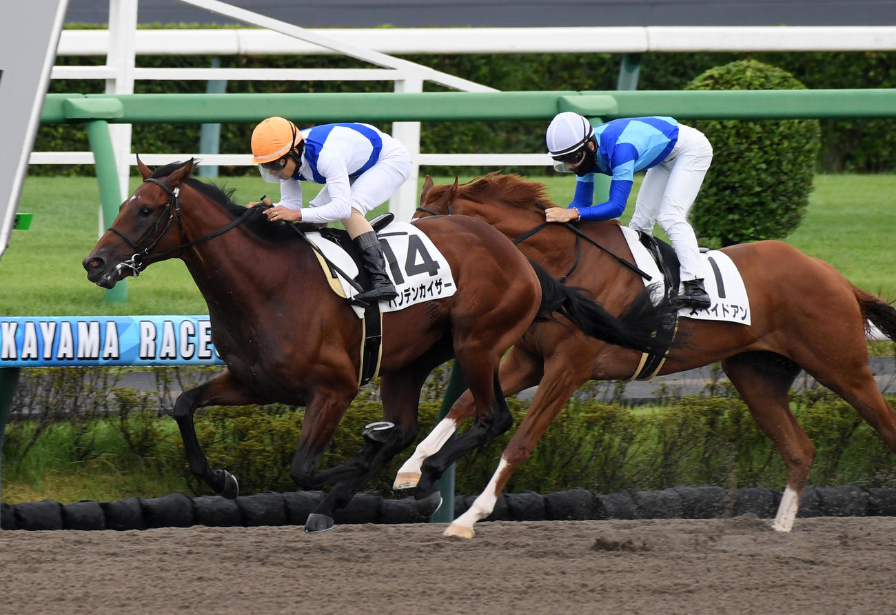 中山3R、新馬戦を制したハンデンカイザー（左）、2着スペイドアン（撮影・柴田隆二）