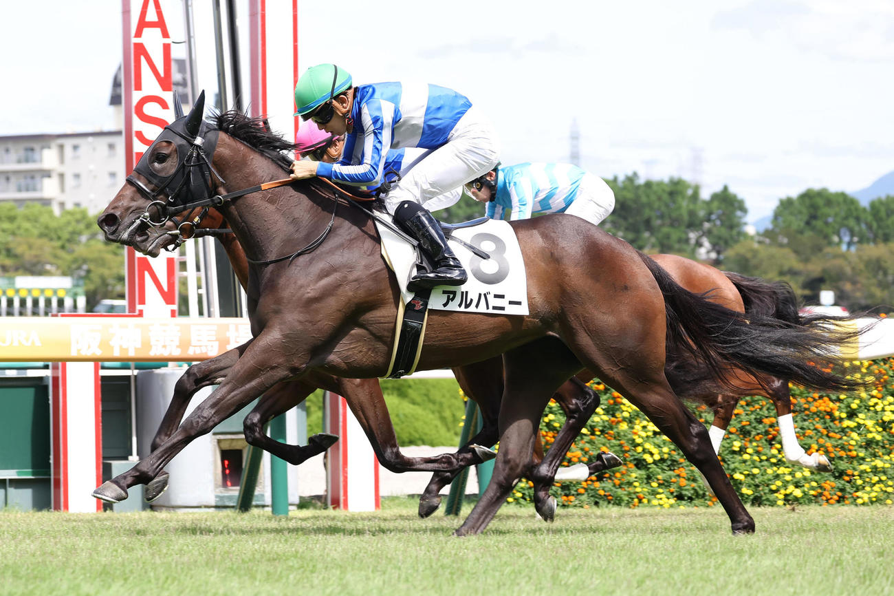 阪神5R、ゴール前でロードフォアエース（奥）を差し切って新馬戦を制したアルバニー（撮影・白石智彦）
