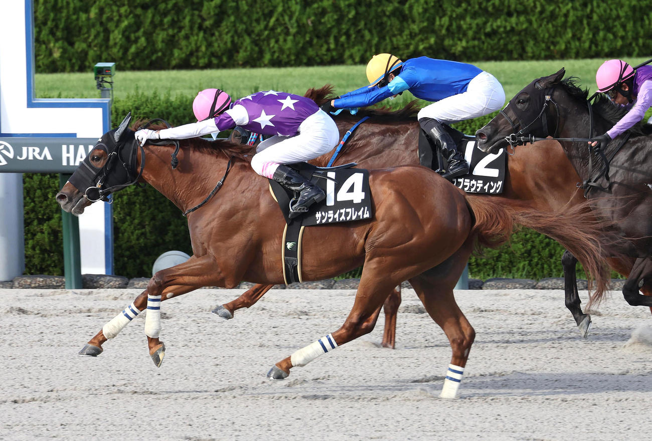 ゴール前差し切って大阪スポーツ杯を制したサンライズフレイム（撮影・白石智彦）