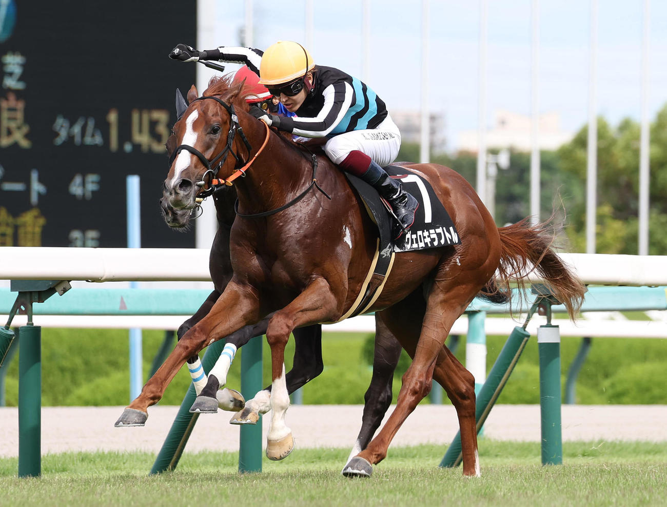 阪神8R、直線抜け出して野路菊Sを制したヴェロキラプトル（撮影・白石智彦）