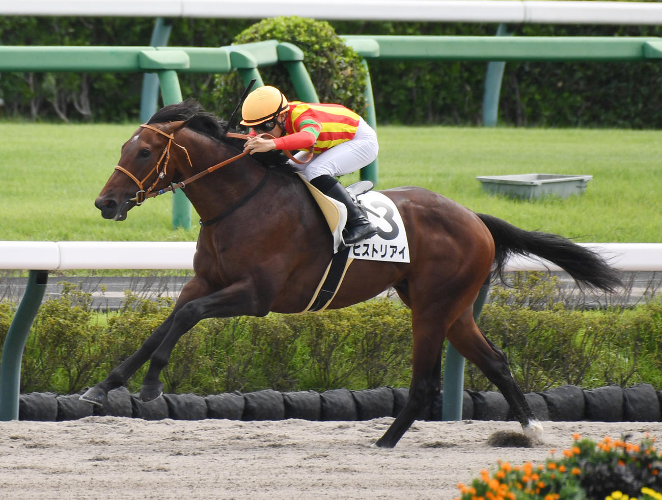 中山4R新馬戦を制したヒストリアイと佐々木騎手（撮影・柴田隆二）