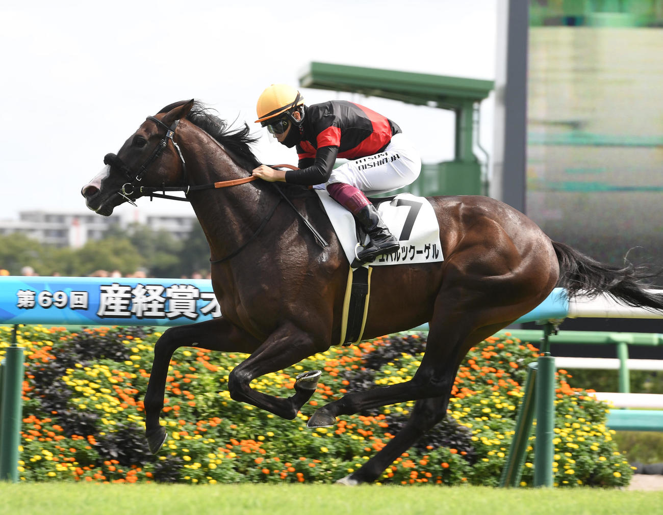中山5R新馬戦を制したシュバルツクーゲルと西村淳騎手（撮影・柴田隆二）