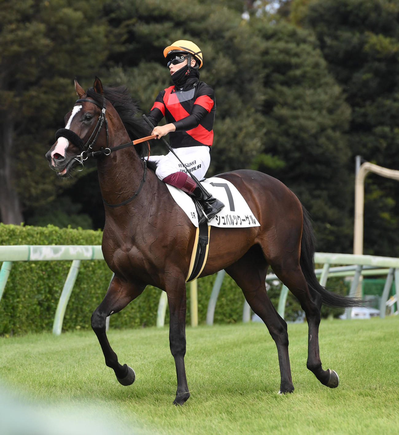 中山5R新馬戦を制したシュバルツクーゲルと西村淳騎手（撮影・柴田隆二）