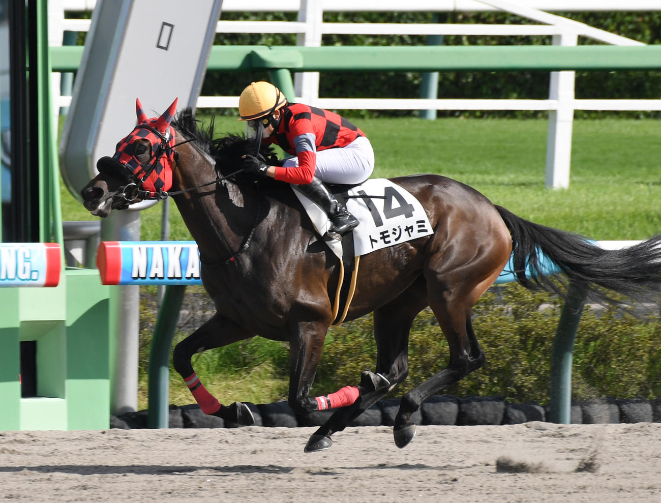 中山8R、1着トモジャミと小林美駒騎手（撮影・柴田隆二）