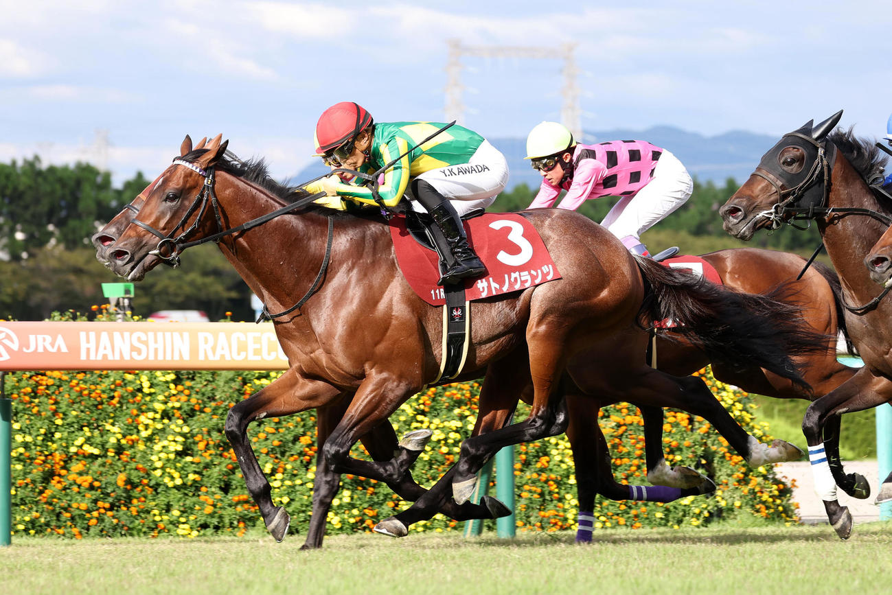 ゴール前抜け出してレコードタイムで神戸新聞杯を制したサトノグランツ（撮影・白石智彦）