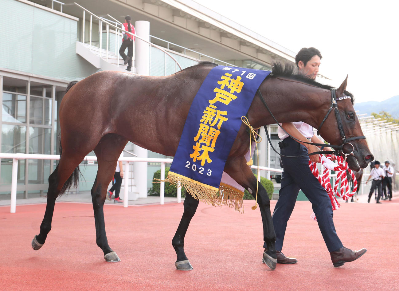 神戸新聞杯を制したサトノグランツ（撮影・白石智彦）