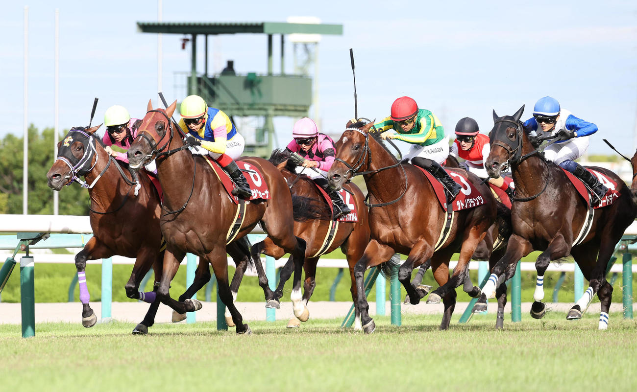 神戸新聞杯2着のサヴォーナ（左から2頭目）。同3頭目はレコードタイムで制したサトノグランツ