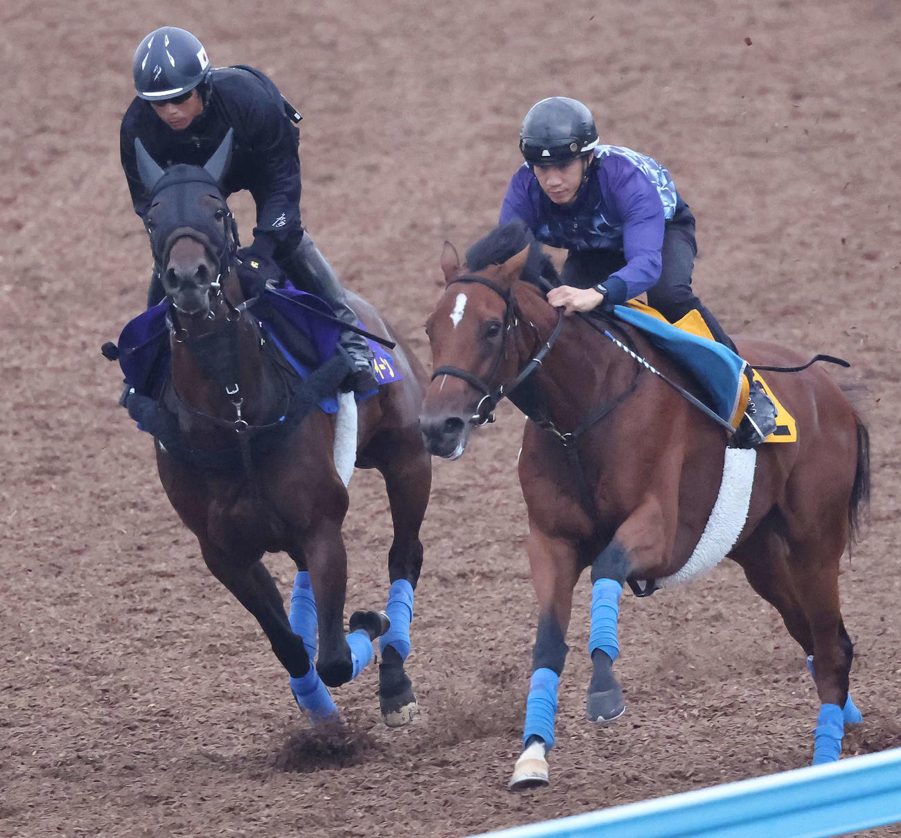 キミワクイーン（左）は美浦ウッドでフリートオブフットと併せて追い切られた（撮影・丹羽敏通）
