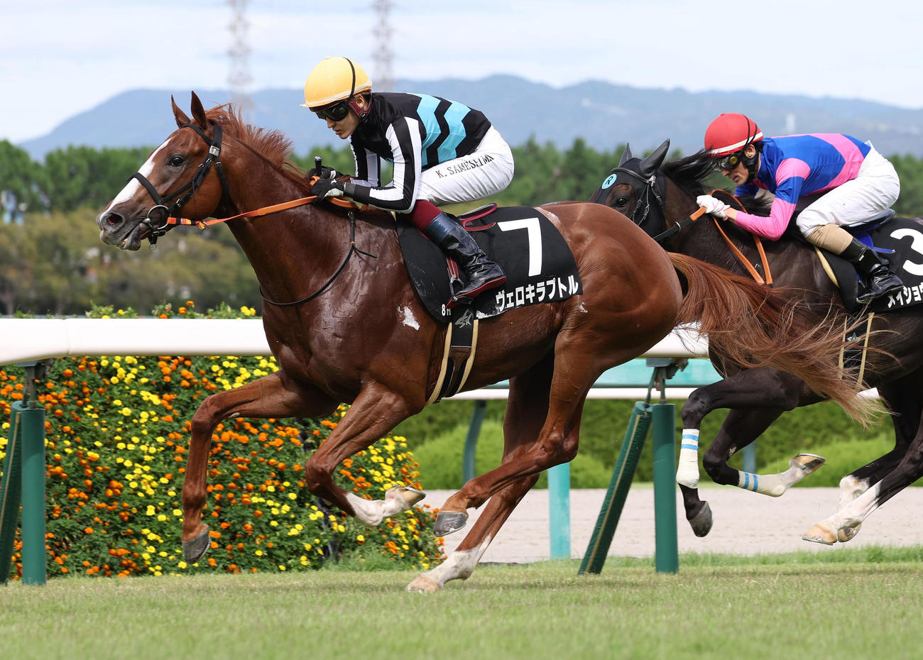 野路菊Sを制したヴェロキラプトル（23年9月23日撮影）