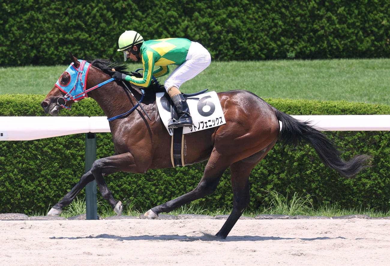 阪神5R、直線抜け出して新馬戦を制したサトノフェニックス（23年6月17日撮影）