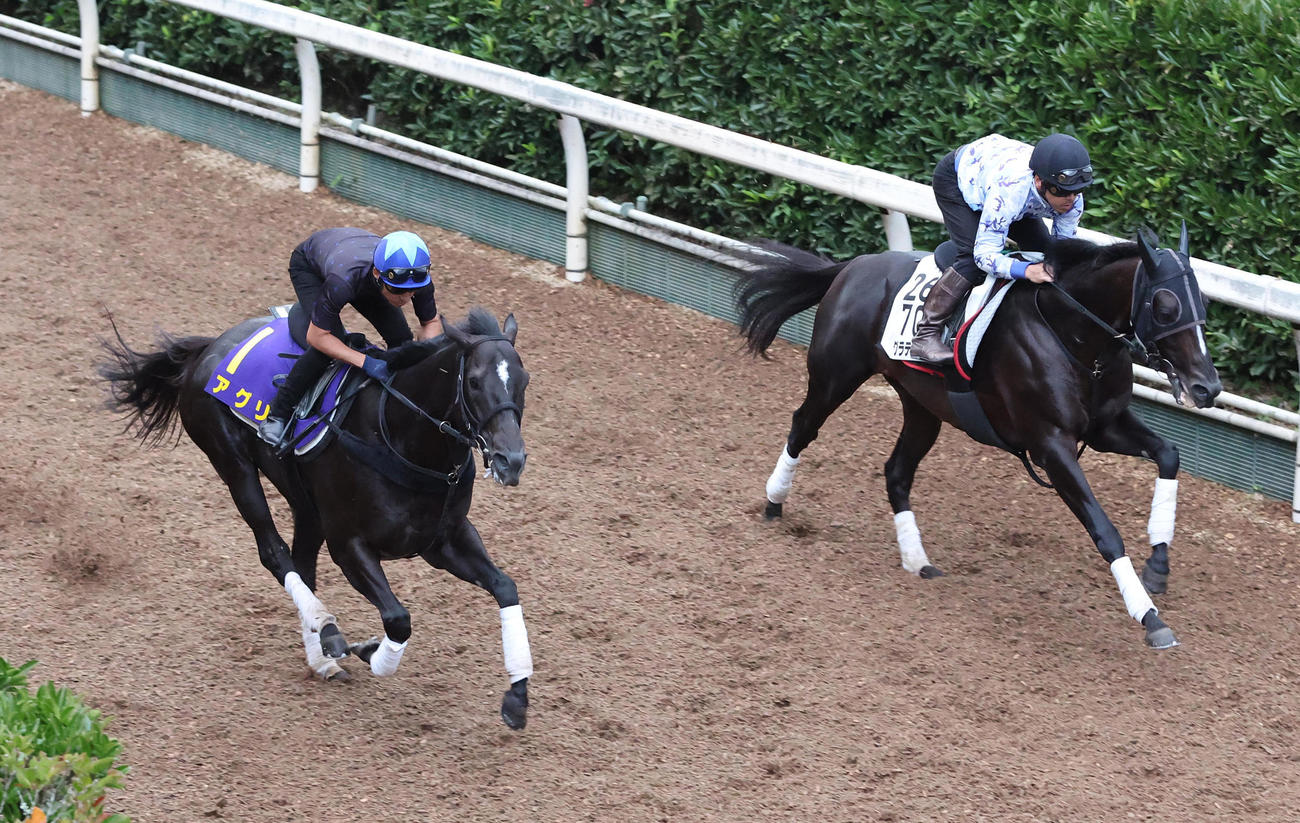 横山典騎手を背に坂路をグラティアス（右）と併せ馬で追い切るアグリ（撮影・白石智彦）