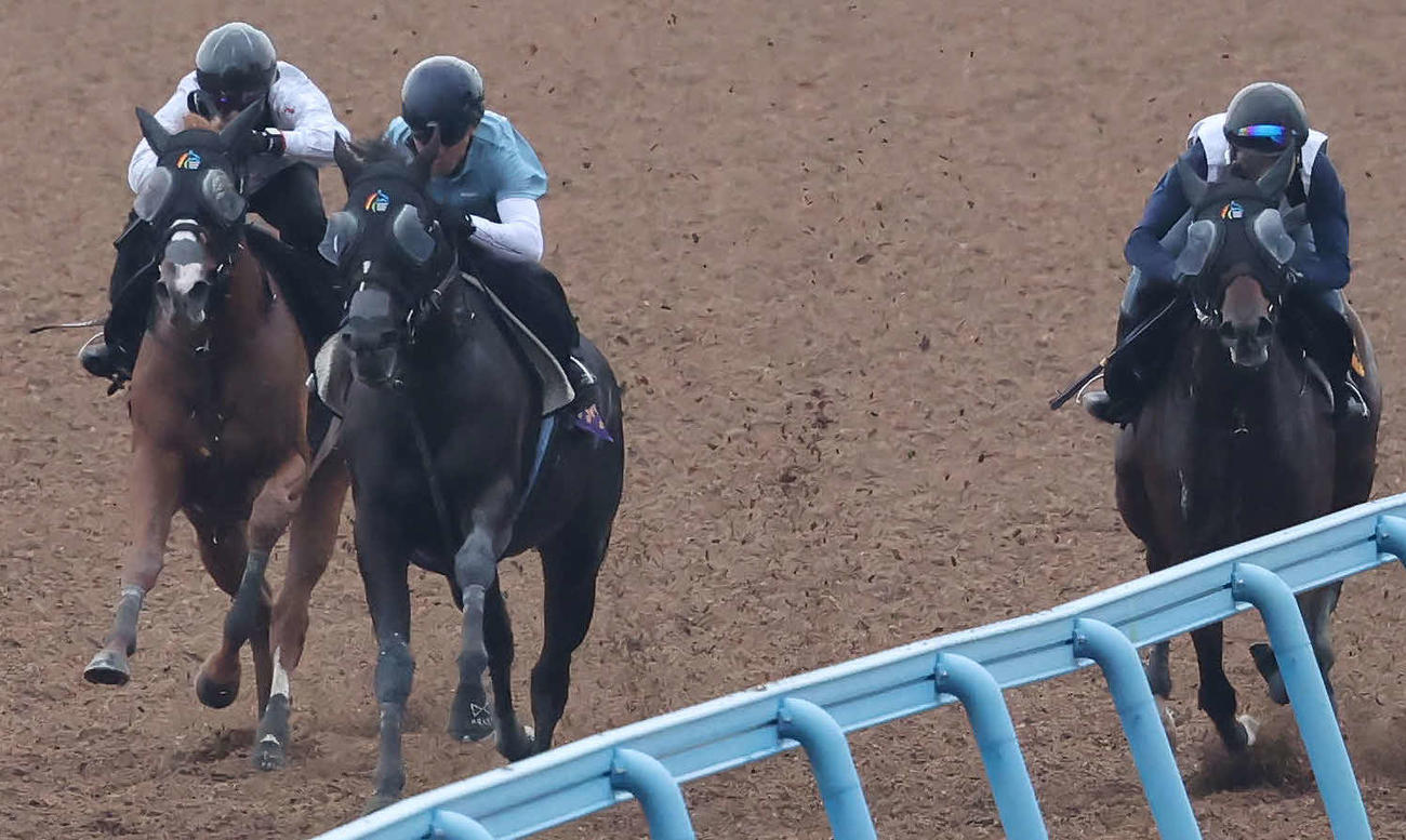 ソングライン（中央）は戸崎騎手を背に美浦ウッドで追い切られ、僚馬2頭を突き放した（撮影・丹羽敏通）